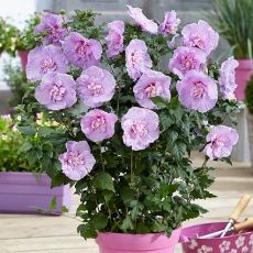 Hibiscus syriacus ´Lavender Chiffon´