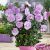 Hibiscus syriacus ´Lavender Chiffon´