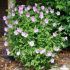 Hibiscus syriacus ´Lavender Chiffon´