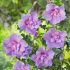 Hibiscus syriacus ´Lavender Chiffon´