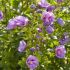 Hibiscus syriacus ´Lavender Chiffon´