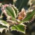 Ilex aquifolium ´Silver Queen´