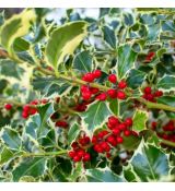 Ilex aquifolium ´Silver Queen´