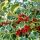 Ilex aquifolium ´Silver Queen´
