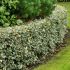 Ilex aquifolium ´Silver Queen´