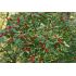 Ilex verticillata