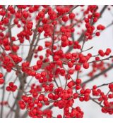 Ilex verticillata