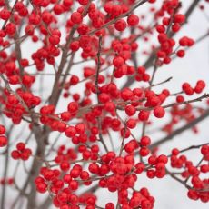 Ilex verticillata