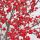 Ilex verticillata
