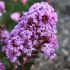 Lagerstroemia indica ´With Love Eternal´® kríková