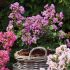 Lagerstroemia indica ´With Love Eternal´® kríková