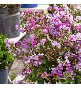 Lagerstroemia indica ´With Love Eternal´® kríková