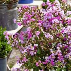 Lagerstroemia indica ´With Love Eternal´® kríková