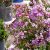 Lagerstroemia indica ´With Love Eternal´® kríková