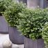 Lonicera nitida ´Copper Glow´®
