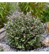 Lonicera nitida ´Copper Glow´®