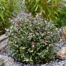 Lonicera nitida ´Copper Glow´®