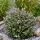 Lonicera nitida ´Copper Glow´®