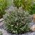 Lonicera nitida ´Copper Glow´®