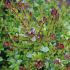 Lonicera nitida ´Copper Glow´®