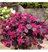 Loropetalum chinense ´Pipa´s Red´
