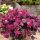 Loropetalum chinense ´Pipa´s Red´