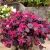 Loropetalum chinense ´Pipa´s Red´