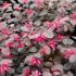 Loropetalum chinense ´Pipa´s Red´