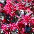 Loropetalum chinense ´Pipa´s Red´