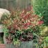 Nandina domestica ´Red Light´®
