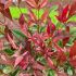 Nandina domestica ´Red Light´®