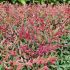 Nandina domestica ´Red Light´®