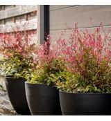 Nandina domestica ´Red Light´®