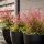Nandina domestica ´Red Light´®