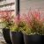 Nandina domestica ´Red Light´®