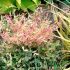 Nandina domestica ´Twillight´®