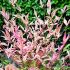 Nandina domestica ´Twillight´®