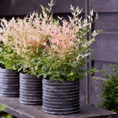 Nandina domestica ´Twillight´®