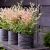 Nandina domestica ´Twillight´®
