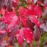 Parrotia persica 'Bella'