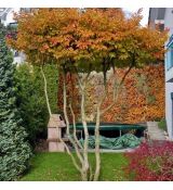 Parrotia persica 'Bella'