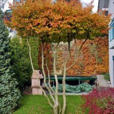 Parrotia persica 'Bella'
