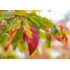 Parrotia persica 'Bella'