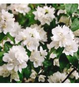 Philadelphus ´Minnesota Snowflake´