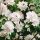 Philadelphus ´Minnesota Snowflake´