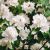 Philadelphus ´Minnesota Snowflake´