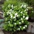 Philadelphus ´Minnesota Snowflake´