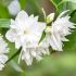 Philadelphus ´Minnesota Snowflake´