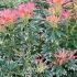 Pieris japonica ´Flaming Silver´