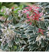 Pieris japonica ´Flaming Silver´